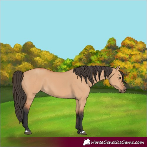 Horse Color:Bay Dun
