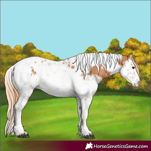 Horse Color:Chestnut Splash Tobiano and Chestnut Splash Tobiano