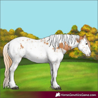 Horse Color:Chestnut Splash Tobiano  and Chestnut Splash Tobiano 