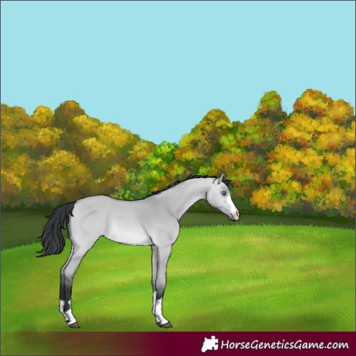 Horse Color:Bay Chinchilla Dun Rabicano 