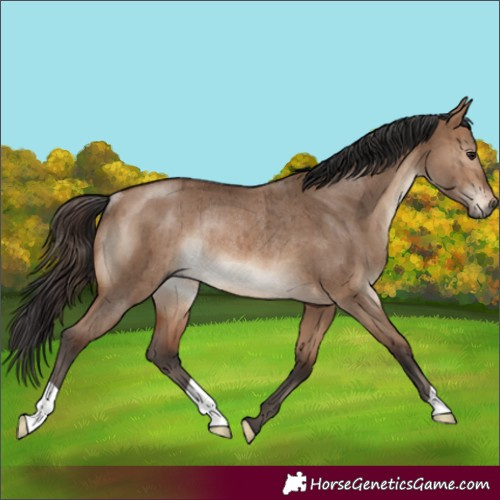 Horse Color:Brown Dun Rabicano Brindle 