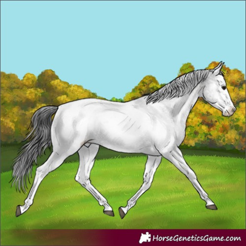 Horse Color:White Spotted Brown Sabino Snowcap Rabicano