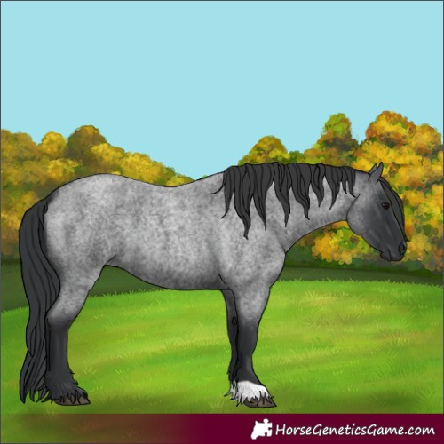 Horse Color:Blue Roan 