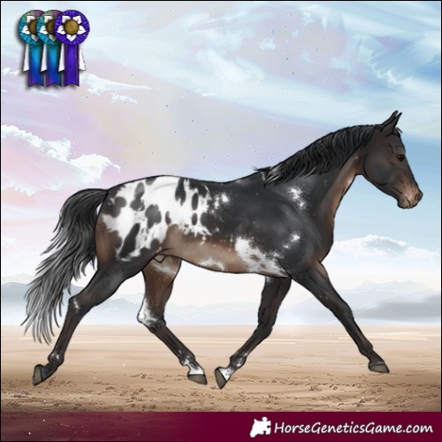 Horse Color:White Spotted Brown Blanket 