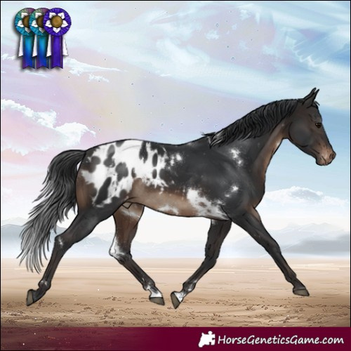 Horse Color:White Spotted Brown Blanket 