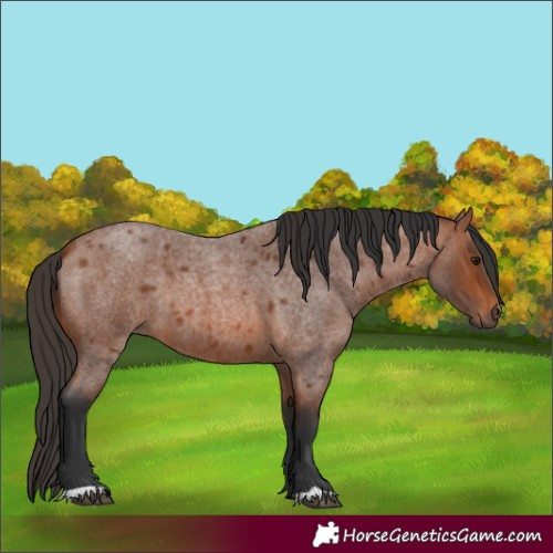 Horse Color:Bay Roan