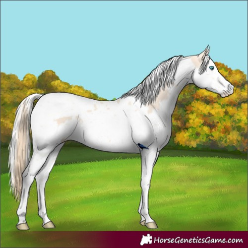 Horse Color:Perlino Splash Tobiano  and Silver Perlino Splash Tobiano 