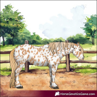 Horse Color:Chestnut Appaloosa 