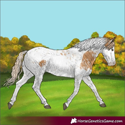 Horse Color:Chestnut Splash Tobiano and Chestnut Splash Tobiano