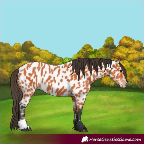 Horse Color:Bay Near Leopard 