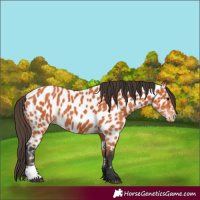 Horse Color:Bay Near Leopard