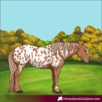 Horse Color:Chestnut Appaloosa 