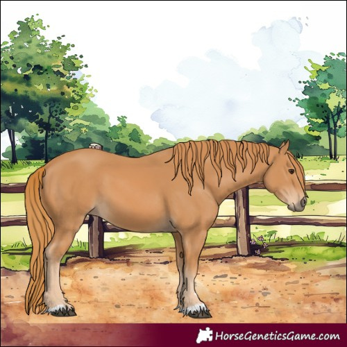 Horse Color:Chestnut 
