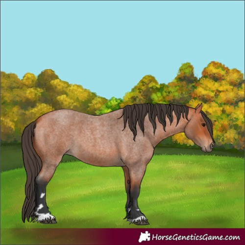 Horse Color:Bay Roan