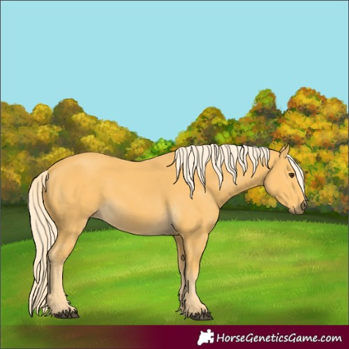 Horse Color:Palomino