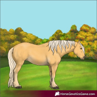 Horse Color:Palomino 