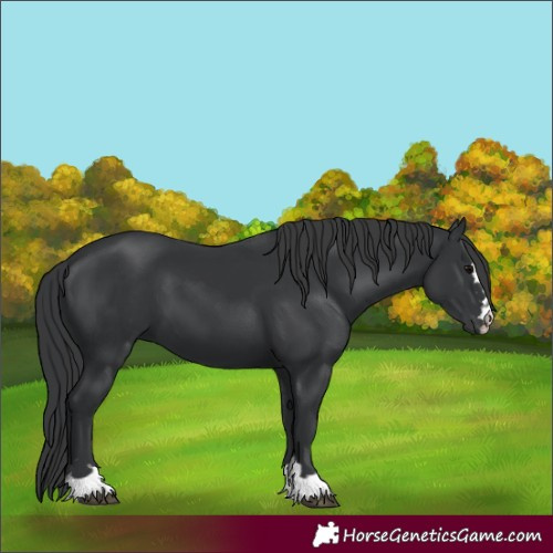 Horse Color:Black 
