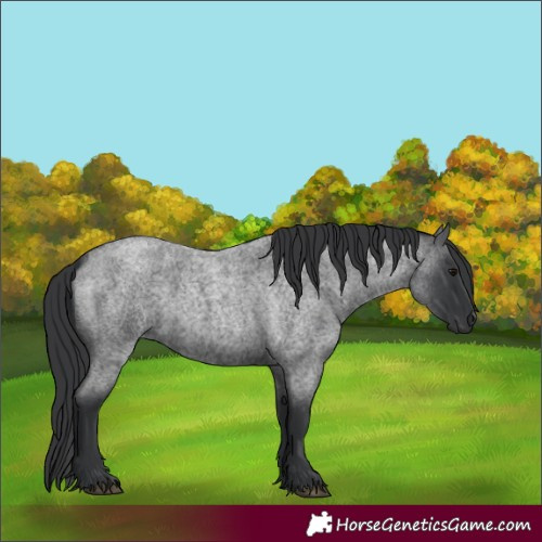 Horse Color:Unknown 