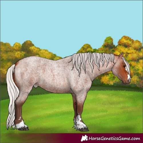 Horse Color:Silver Bay Roan 