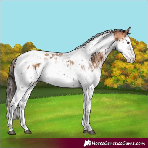 Horse Color:Bay Splash Tobiano  and Amber Champagne Splash Tobiano 