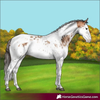 Horse Color:Bay Splash Tobiano  and Amber Champagne Splash Tobiano 