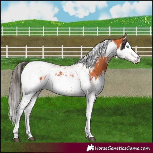 Horse Color:Bay Splash Tobiano  and Bay Splash Tobiano Blanket 