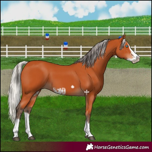 Horse Color:Bay Splash Frame and Silver Bay Splash Frame