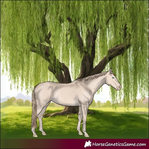 Horse Color:Perlino