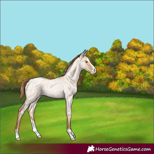 Horse Color:Gold Champagne Roan Dun Splash