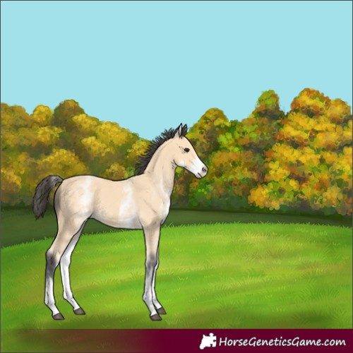 Horse Color:White Spotted Buckskin