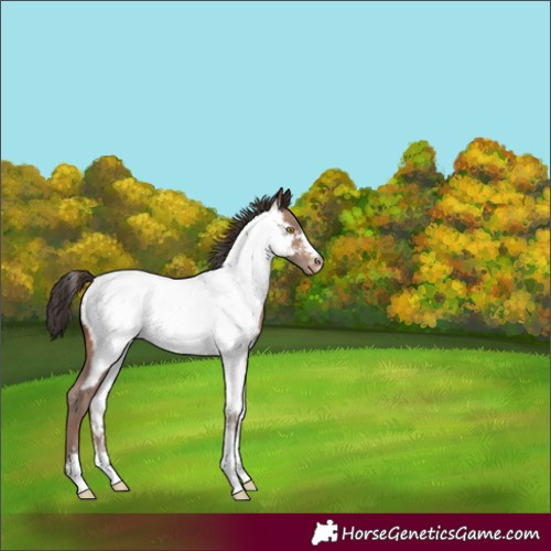 Horse Color:Sable Champagne Sabino Appaloosa 