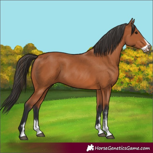 Horse Color:Bay Sabino Frame