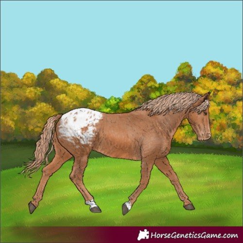 Horse Color:Chestnut Appaloosa 