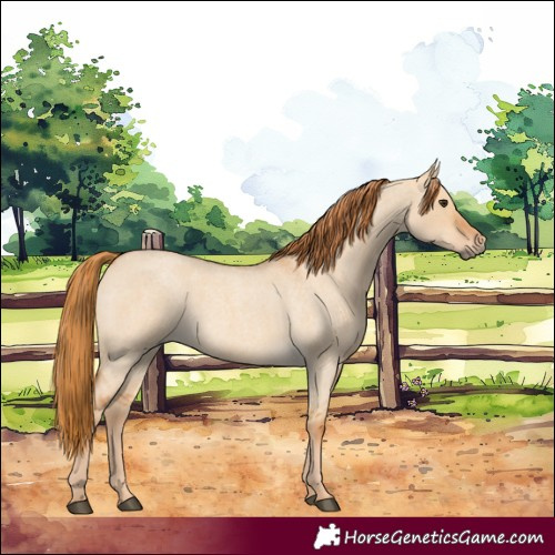 Horse Color:Red Dun Roan