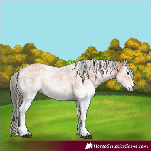 Horse Color:White Spotted Bay
