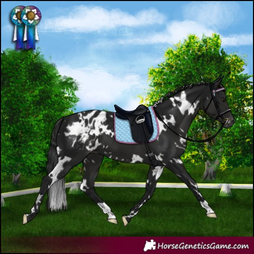 Horse Color:Gray White Spotted Smoky Black Appaloosa