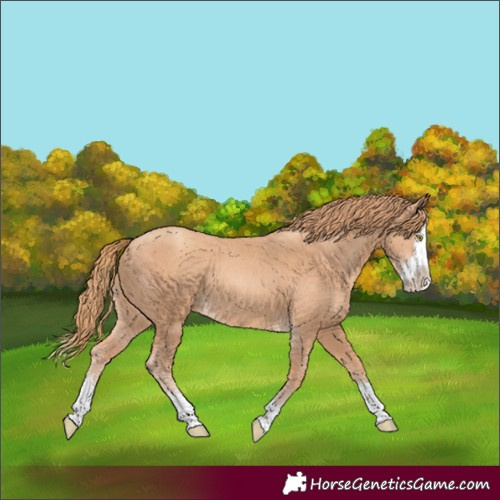 Horse Color:Gold Champagne Splash