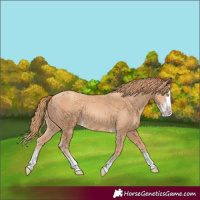 Horse Color:Gold Champagne Splash