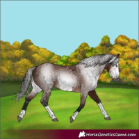 Horse Color:Gray Bay Splash Frame  and Gray Bay Splash Frame 