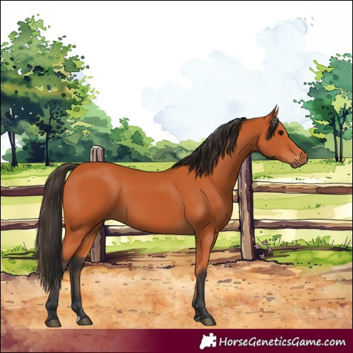 Horse Color:Bay 