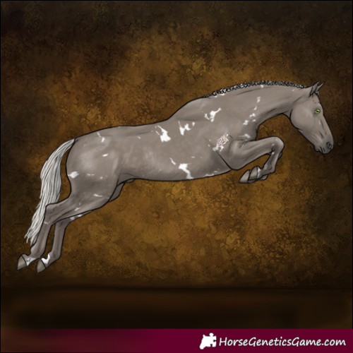 Horse Color:White Spotted Silver Grullo Rabicano