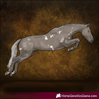 Horse Color:White Spotted Silver Grullo Rabicano
