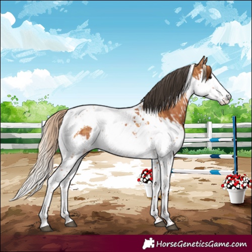 Horse Color:Chestnut Splash Tobiano  and Chestnut Splash Tobiano 