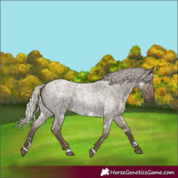 Horse Color:White Spotted Silver Grullo Roan Rabicano 