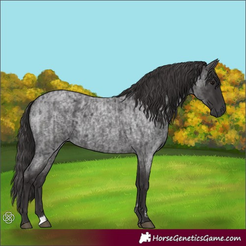 Horse Color:Smoky Blue Roan  and Smoky Blue Roan 