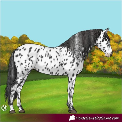 Horse Color:Black Appaloosa