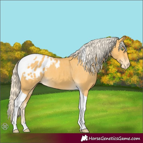 Horse Color:Gold Cream Champagne Tobiano Appaloosa 