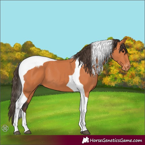 Horse Color:Bay Tobiano Appaloosa