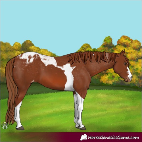 Horse Color:Chestnut Tobiano Appaloosa 