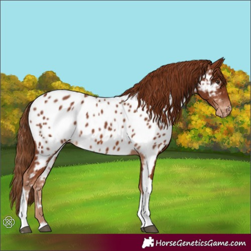 Horse Color:Chestnut Tobiano Appaloosa
